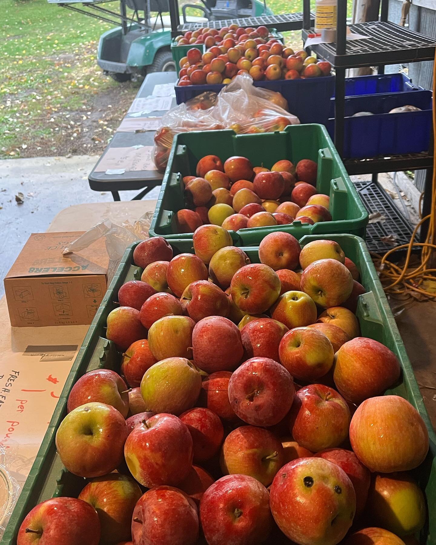 Still lots of Regents and Haralson apples for sale on the farm for one dollar per pound all this week. For the bargain hunters we have small apples for just $.50 per pound. They are great size for young children to eat. 
We pick them as late as possi