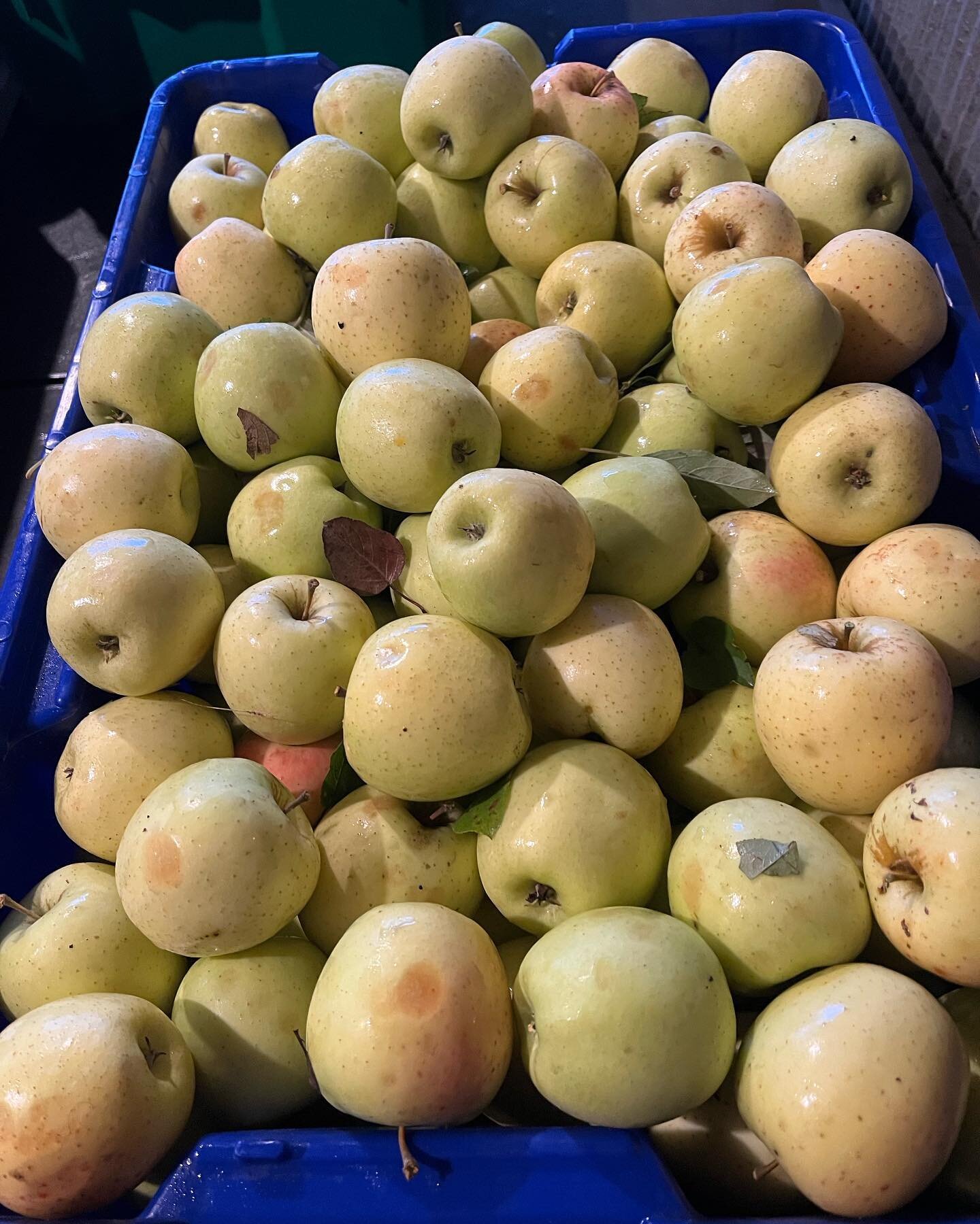 Post for Thursday morning:
The Apple sale continues at just $.50 per pound until sold out. Although our regent apples are sold out we still have about 100 pounds of Haralson apples left to sell and have now picked our honey gold variety. We have abou