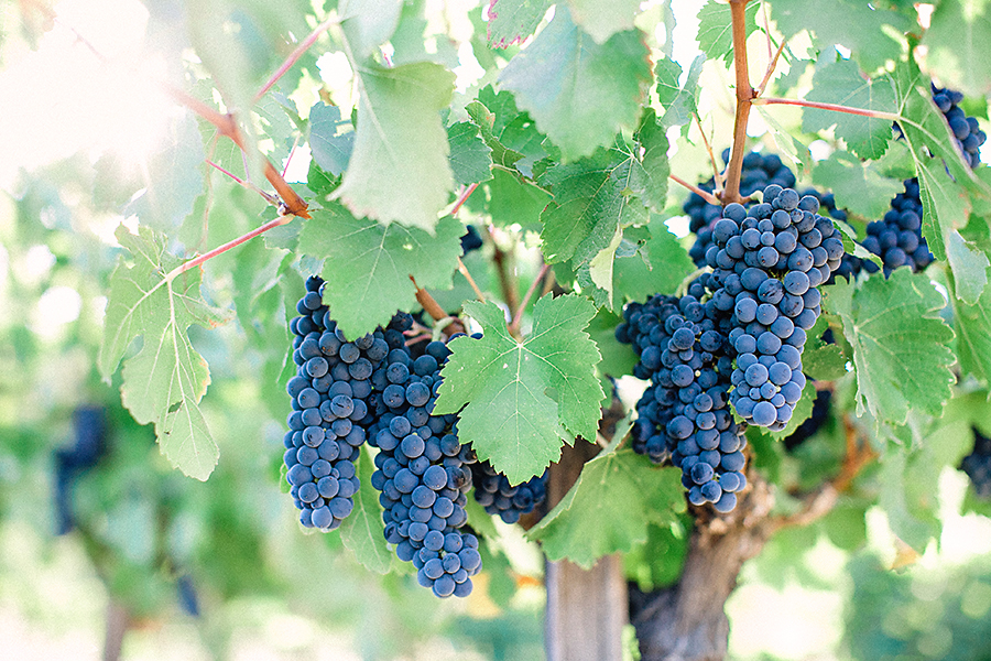 Napa Valley Engagement Pictures-6.jpg