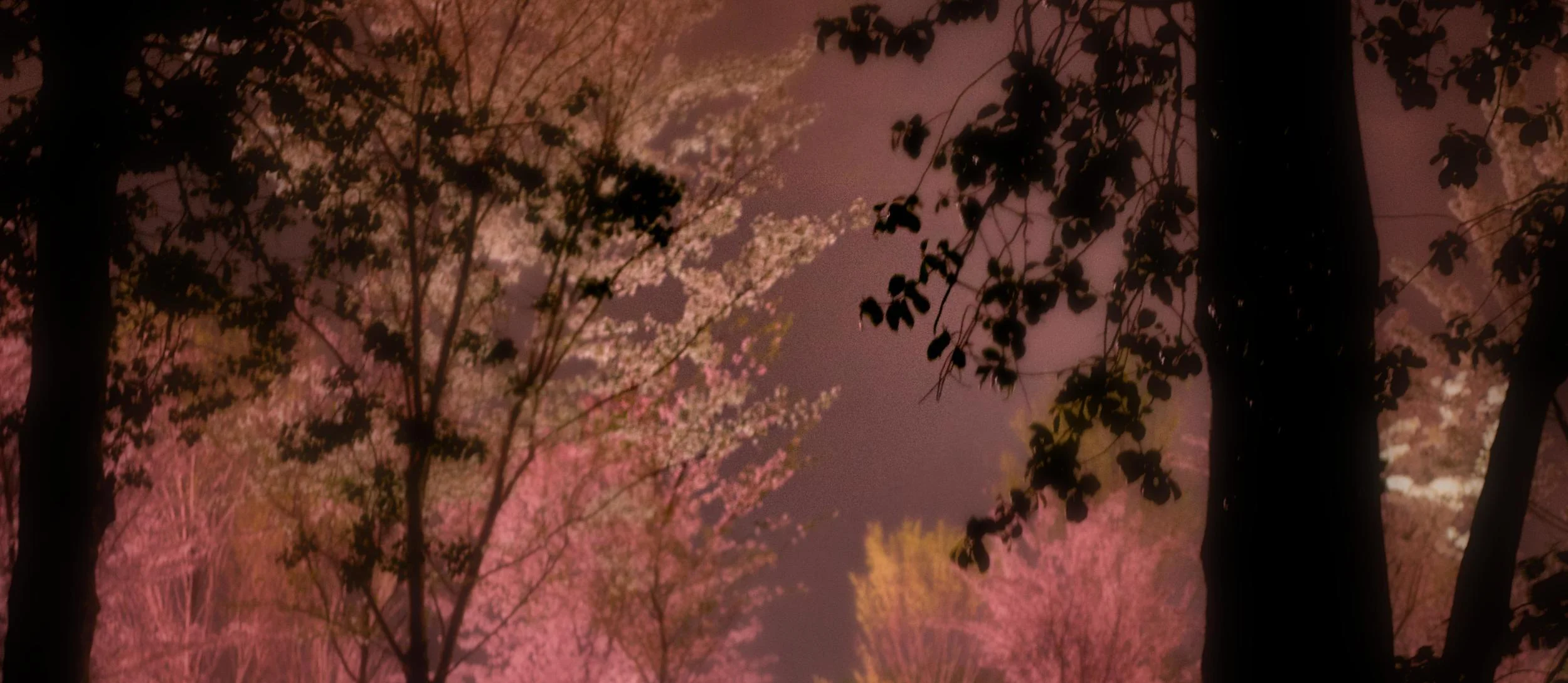 Cherry_Blossom1.jpg