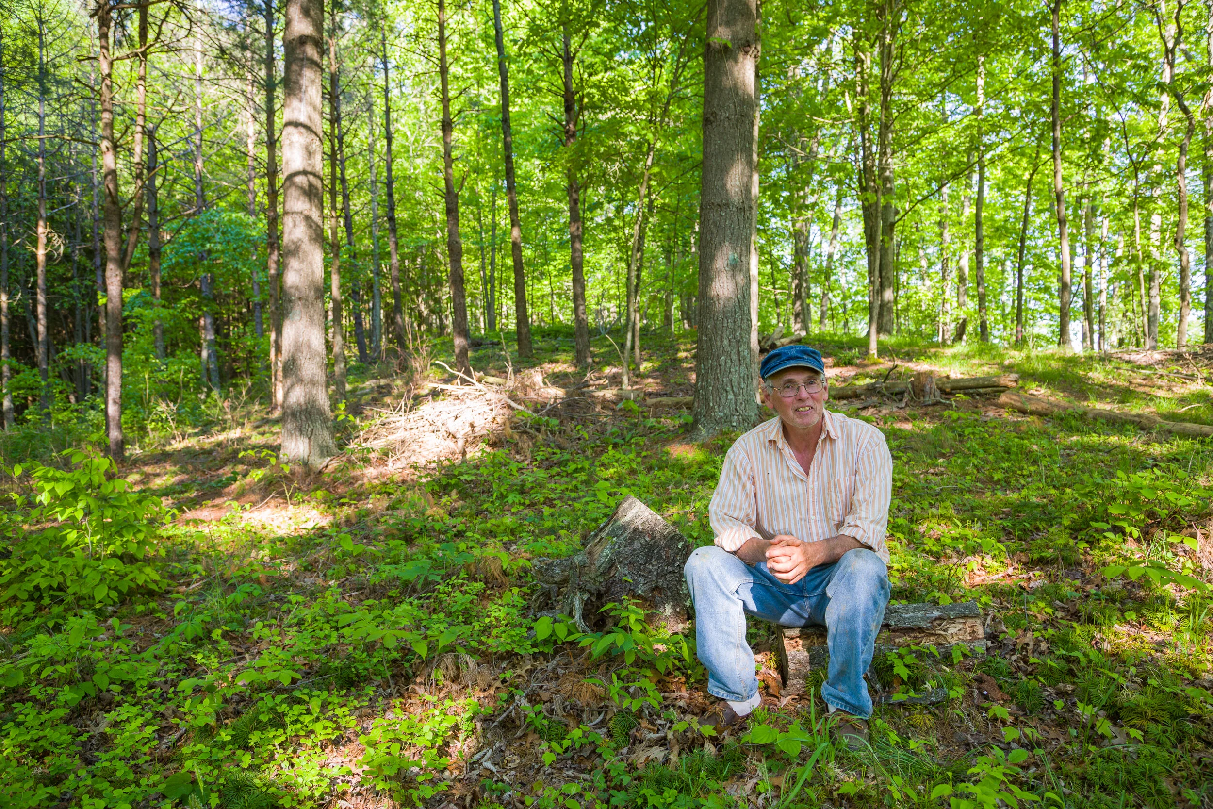 Older man sitting on a tree stump in a lush green forest, wearing a striped shirt, jeans, and a cap, looking upward.