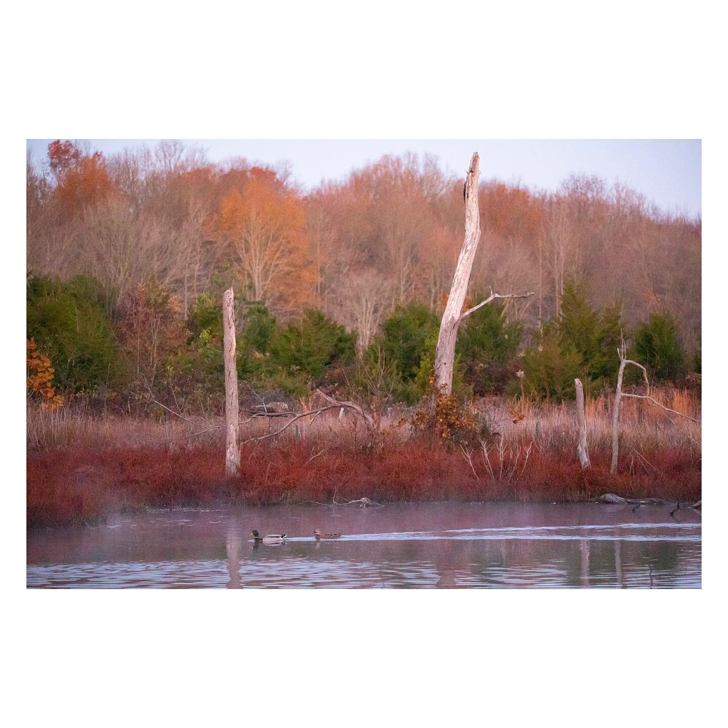 This year has given me the opportunity and motivation to explore the natural treasures in and around DC. Here is a series from a cold sunrise at Huntley Meadows Park&mdash;a morning filled with Canada geese, #blueheron and #northernpintail &mdash;swi