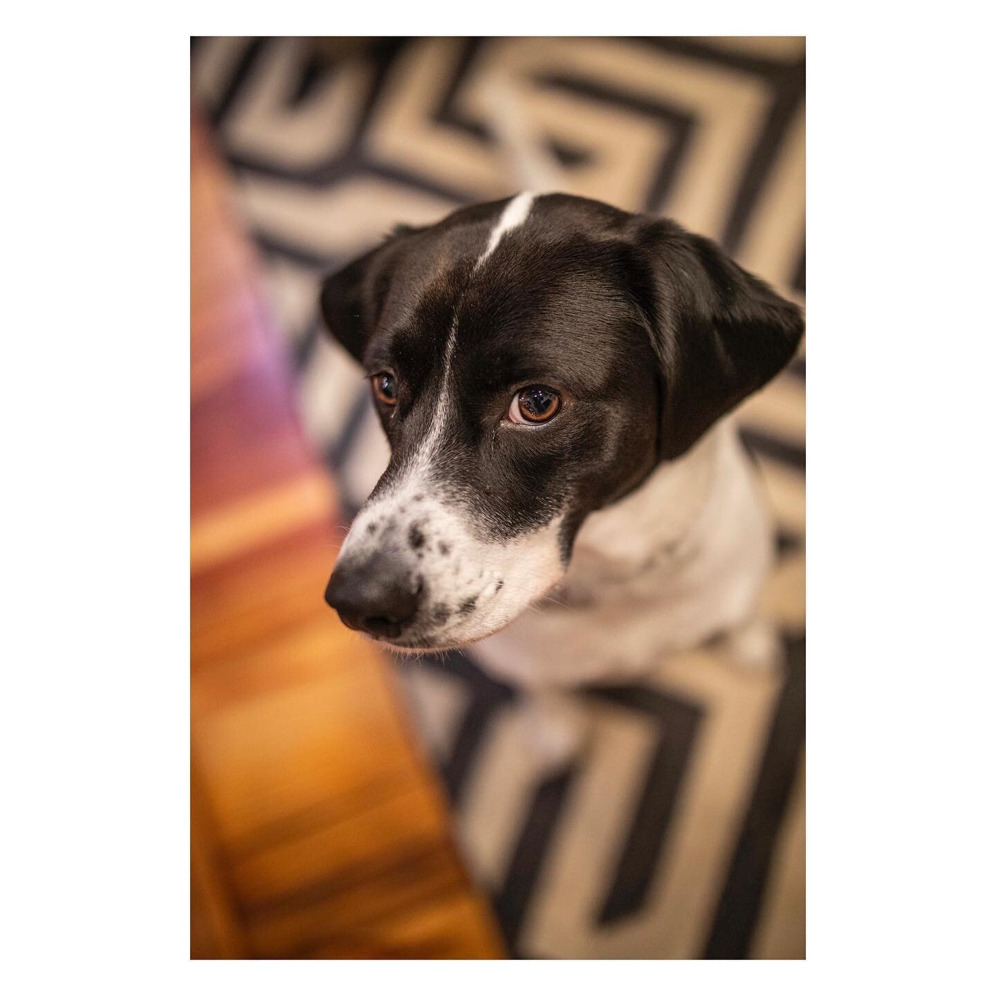I have always been a believer in puppy therapy. I would not have made it through this year the same without this girl. She has cuddled with me on lazy and sick days, checked on me during teary moments, made me laugh often, and enjoyed every minute wi