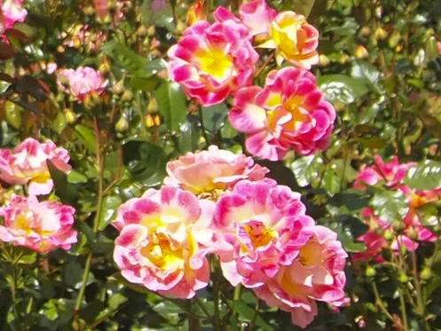 Like a Rose of Tralee (voice and piano)