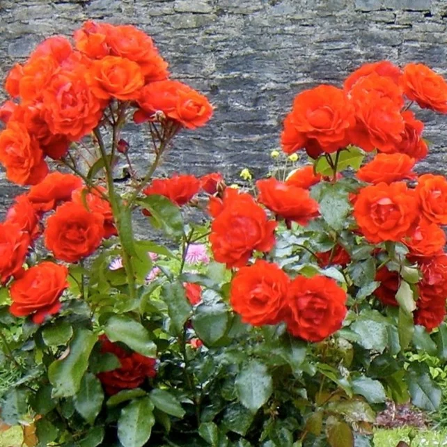 S8300303_1.jpg