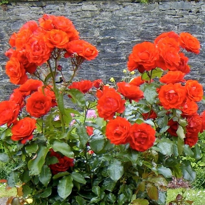 Like a Rose of Tralee (voice and guitar)