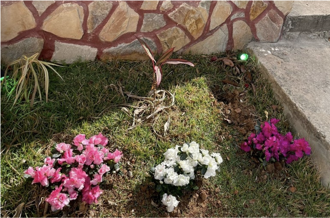 Flowers my wife planted at the Sereno church