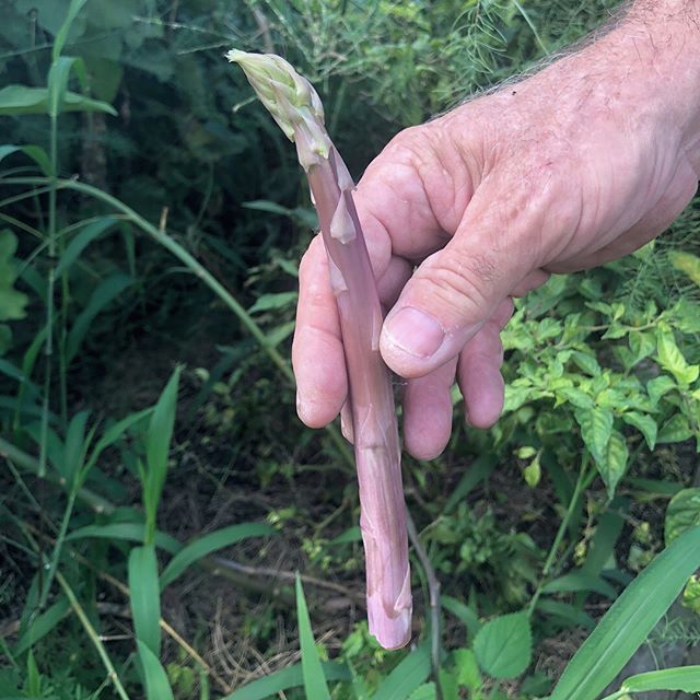 *Asparragus grown in Miami* Yep! Even though it&rsquo;s not so prolific here in Miami, it was juicy &amp; crispy 😋. Grown by our landlord &amp; mentor Ray Chasser of Earth n Us Farm 🌿. Asparagus is great for the urinary track and its got calcium, c