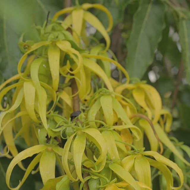 *Ylang-ylang flowers from @anyasgarden* uffff its hot outside &amp; we have been working really hard building our new nursery and prepping our farm plot. We miss visiting our friend Anya McCoy 🌼 who is an amazing perfumist here in Miami. She most re