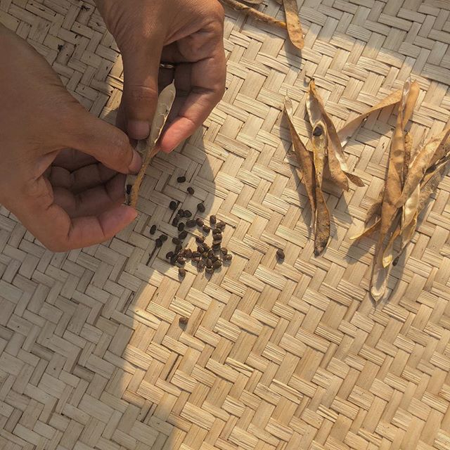 *Sowing seeds season🌱* We can&rsquo;t wait to sow seeds with our Fall Community Supported Herbalism members this Saturday during Fall Equinox ✨at our new plant nursery. 📸 Saved clitoria seeds.
.
*Temporada de siembrar de semillas 🌱* Estamos ancios