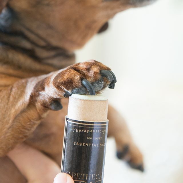 Soften and protect your pet's paws with this incredible natural and vegan balm. Essential Oils infused with Vitamins to hydrate and soften their feetsies ;)