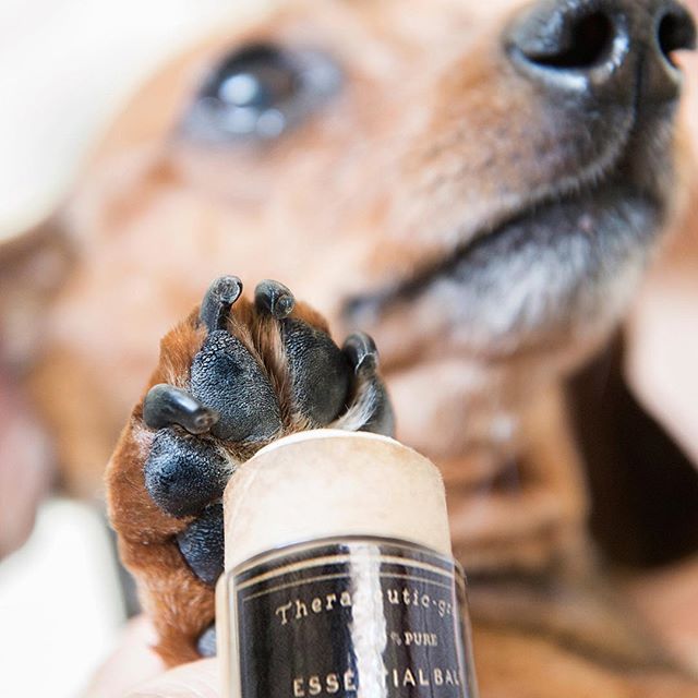 The softest paw 🐾 ever. #therapeuticgrade .
.
.
#essentialoils #theapethecary #dog #dogs #soft #balm #lovemydog #dogs #weinerdog #dogofinstagram #natural #vegan #doggrooming #dogsalon #petcare