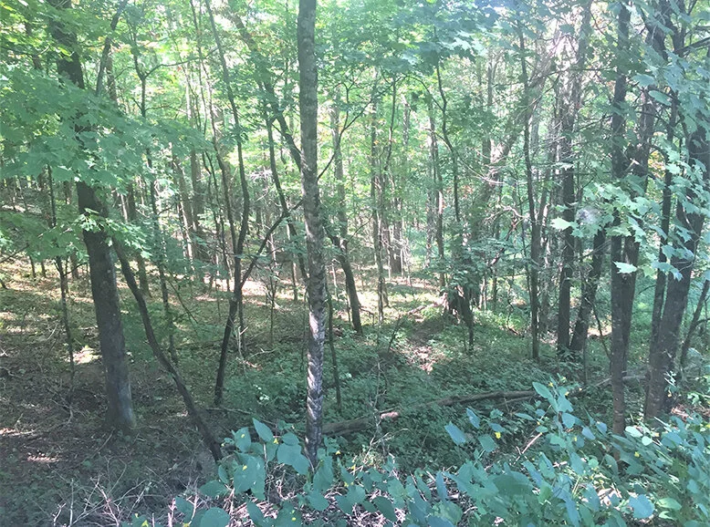 MLS 217696 • 15 acres with frontage on US 421. Commercial value or