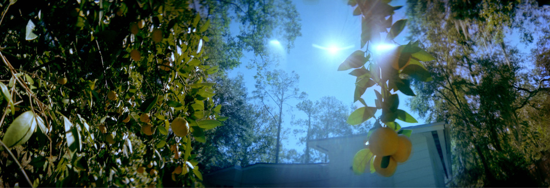 In the Back Yard 3