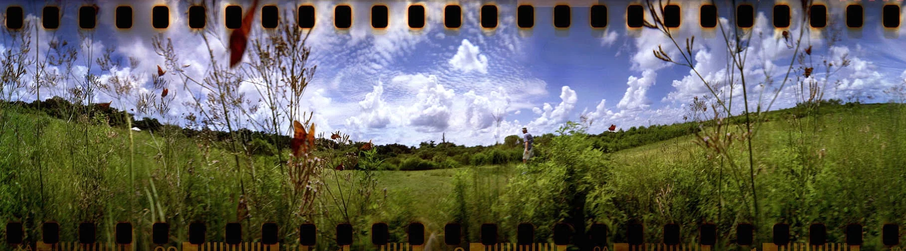 butterflies on the prairie