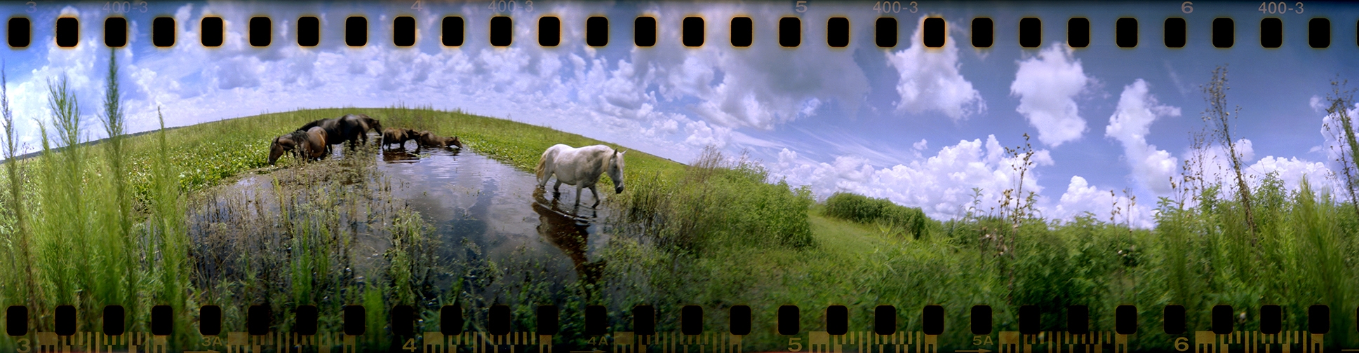 horses on the prairie.jpg