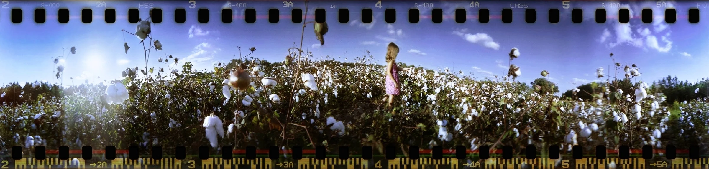 playing in a cotton field