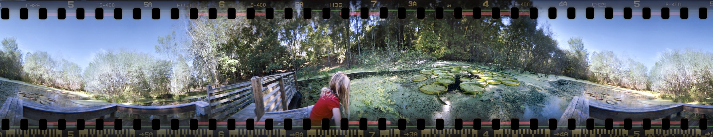 Lily Pad Pond