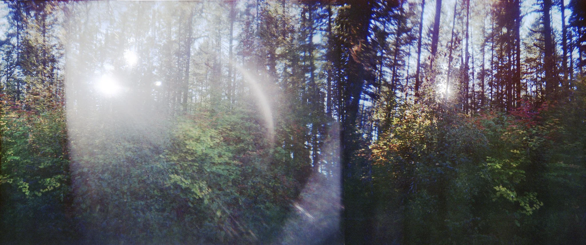 fall leaves 2.jpg