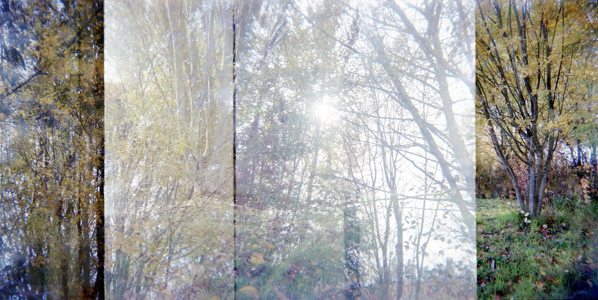 1-Fall Leaves and Light-Edit.jpg