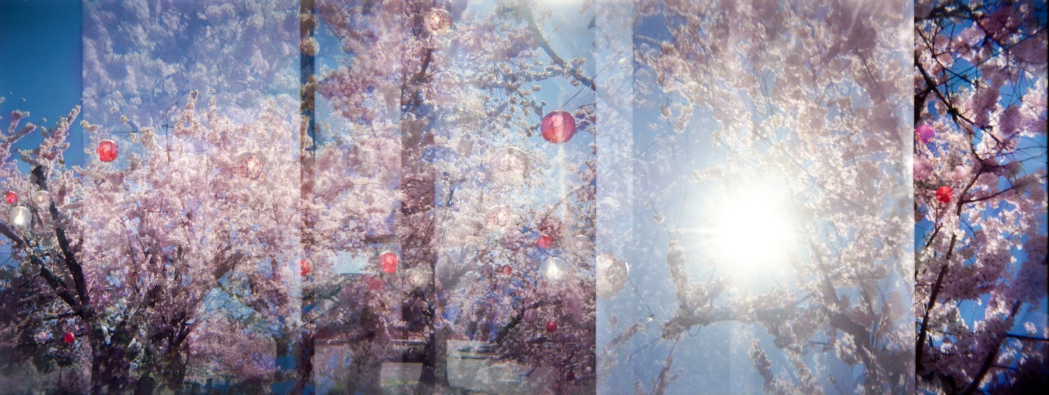 5-cherry blossom festival.jpg