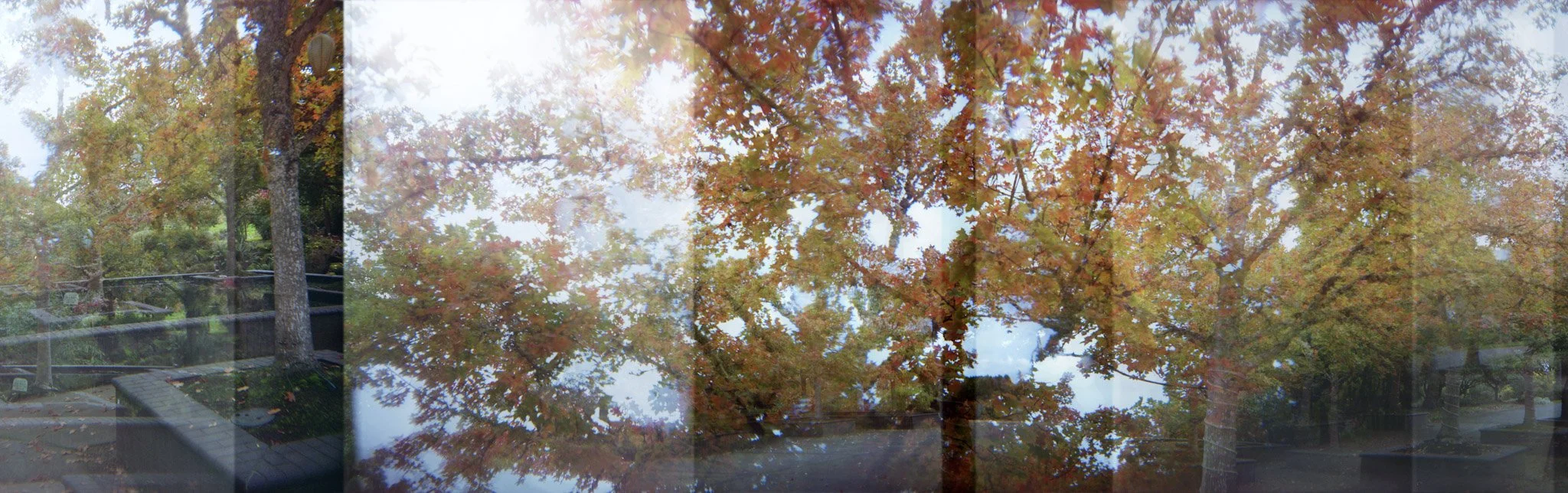 9-Fall Tress Oregon Garden.jpg