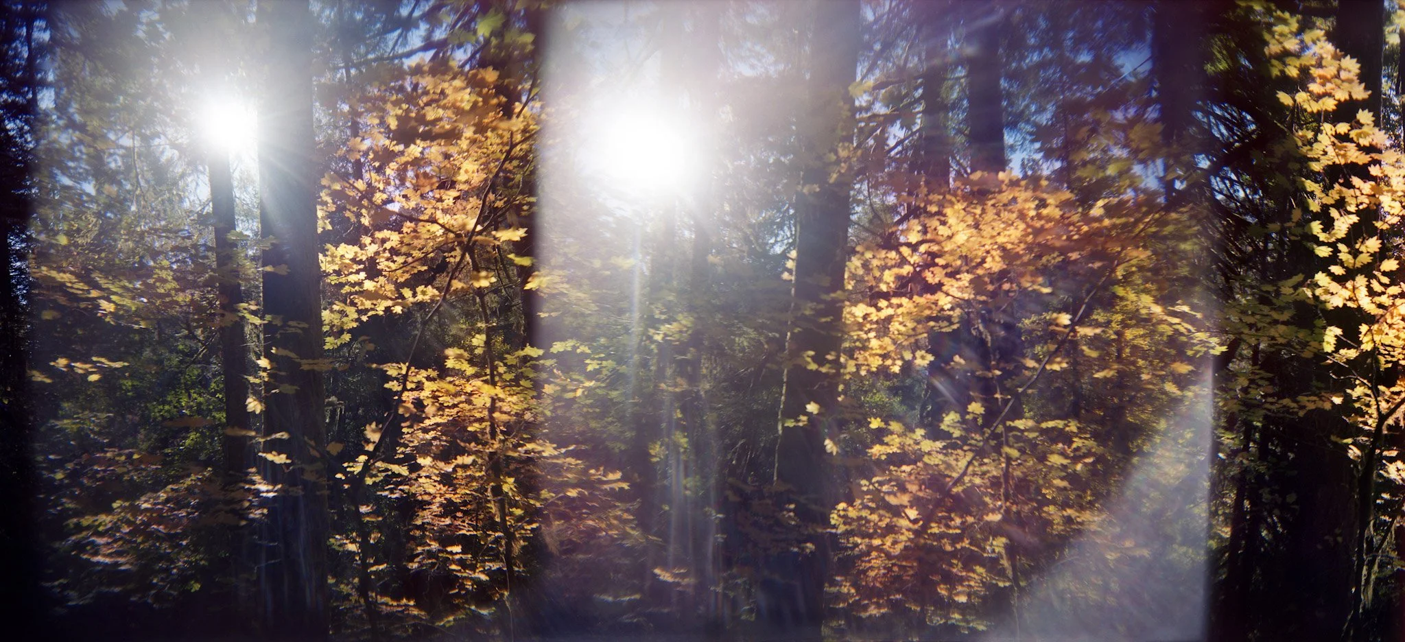 16-Nikki_Burke_silver_falls_leaves.jpg