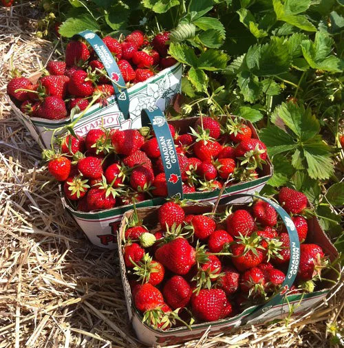 thumbnail-strawbs-in-2-baskets.jpg