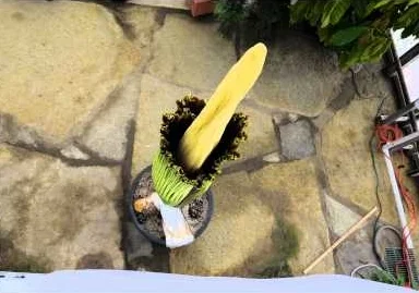 Corpse Flower Time Lapse