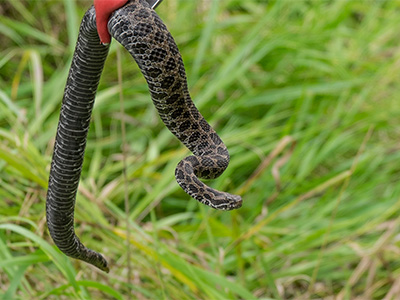 Eastern Massasauga Rattlesnake habitat conservation