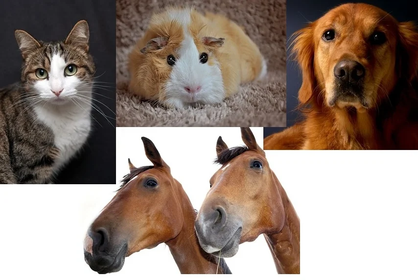animals.jpg