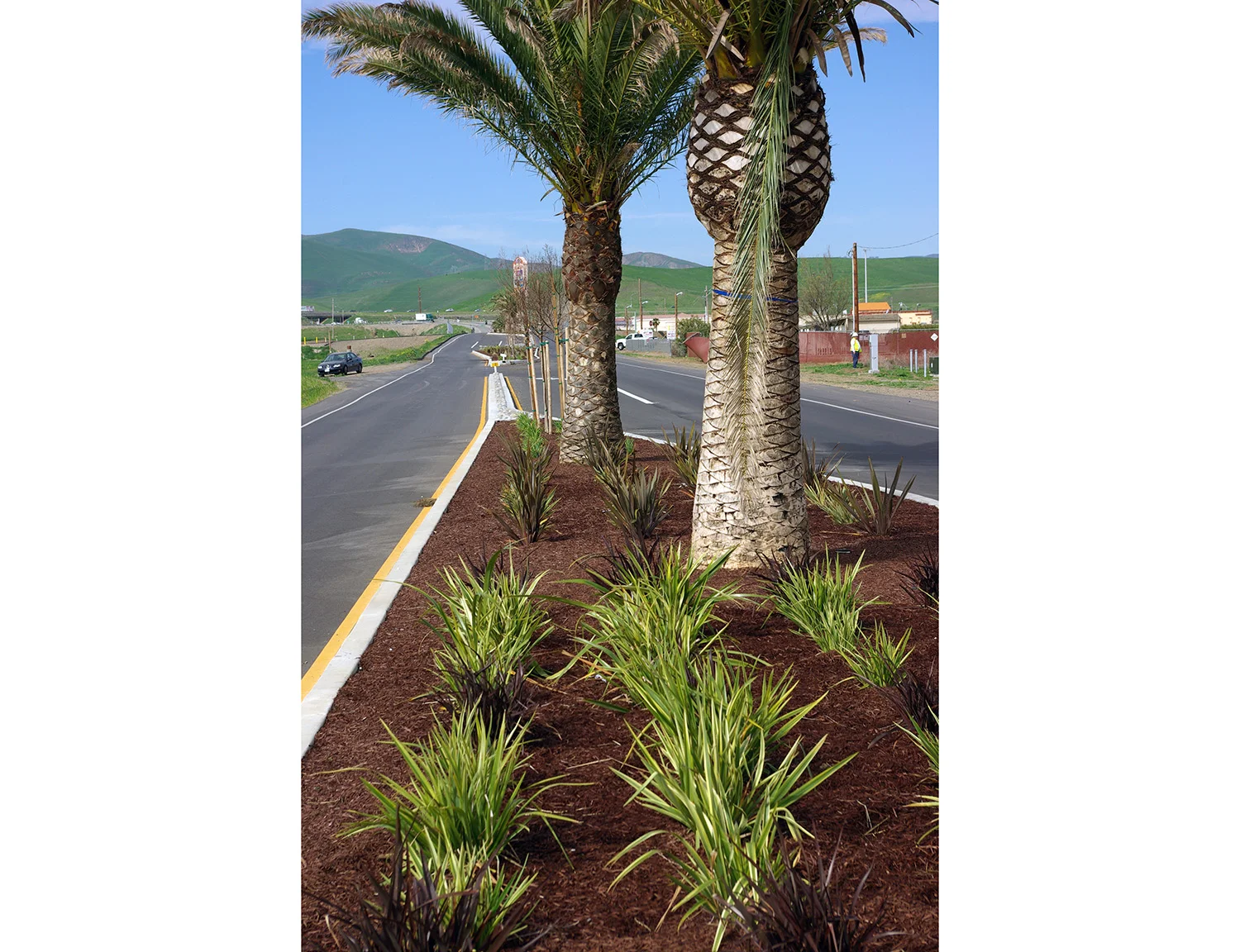 Median_Closeup-resized.jpg
