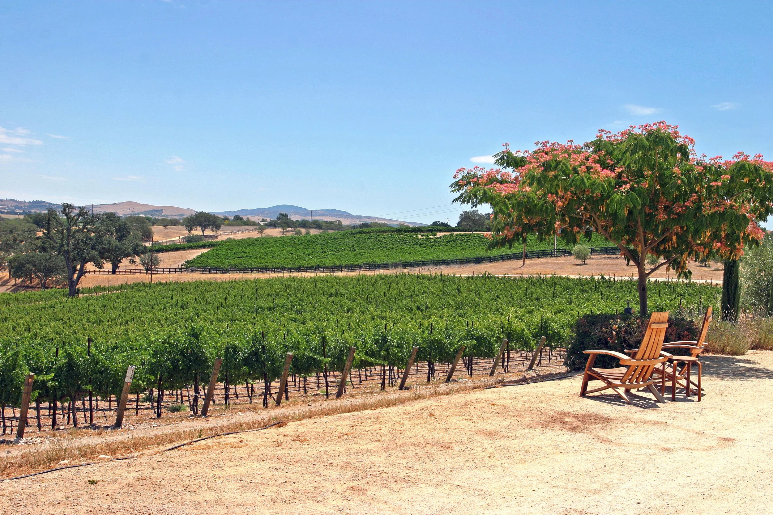 B&E Vineyard