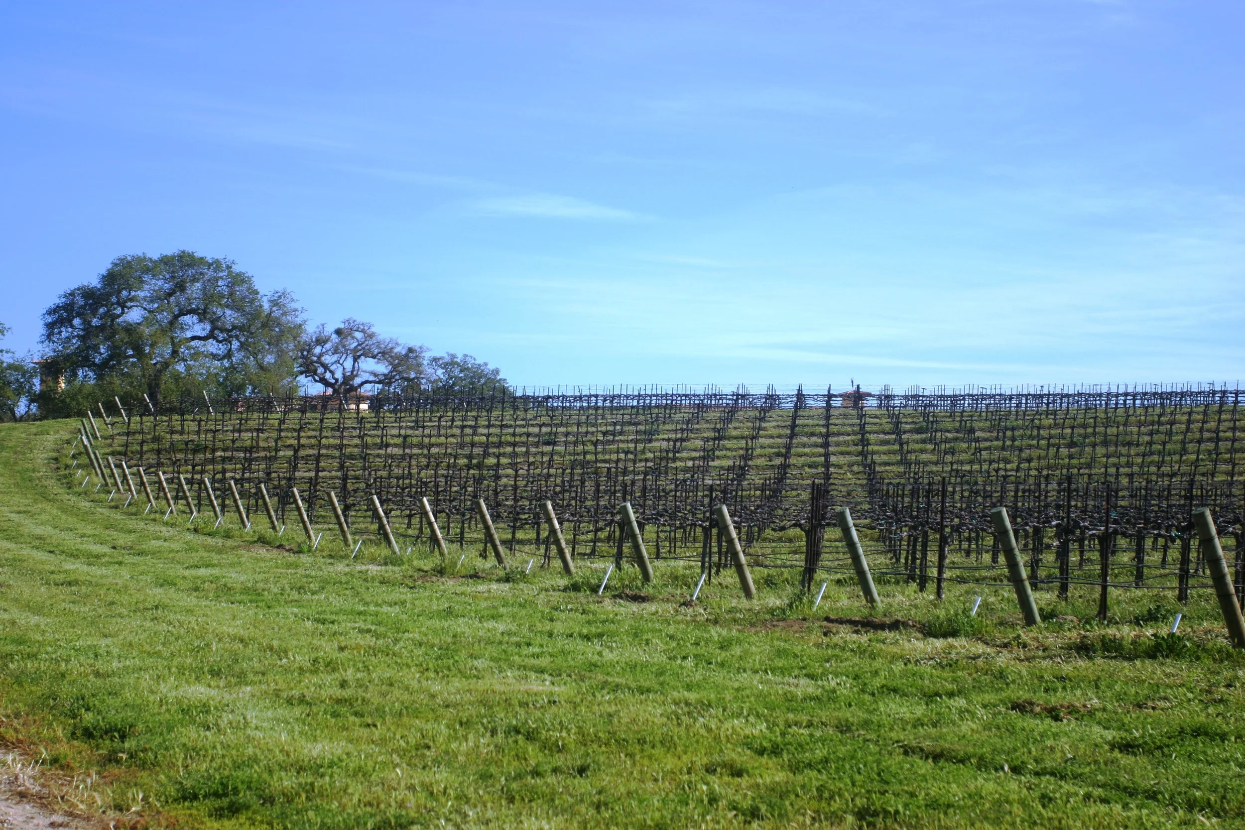 Villa San-Juliette Vineyard