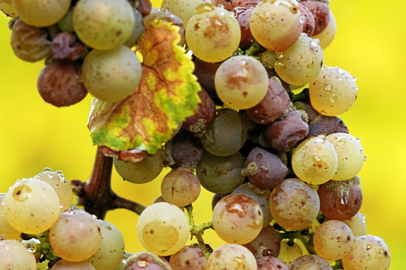 Noble Rot (Botrytis Cinerea)