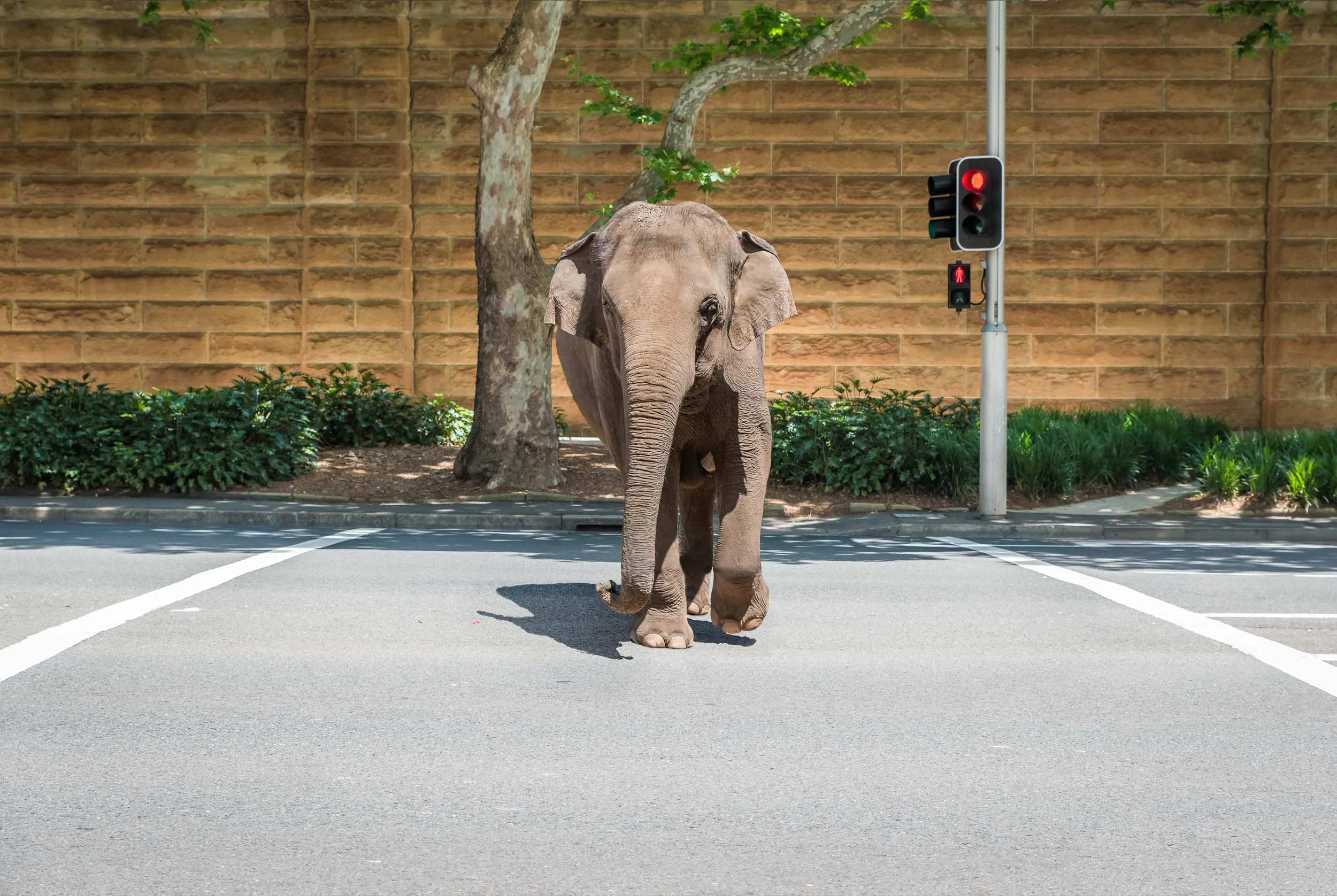 Jaywalking