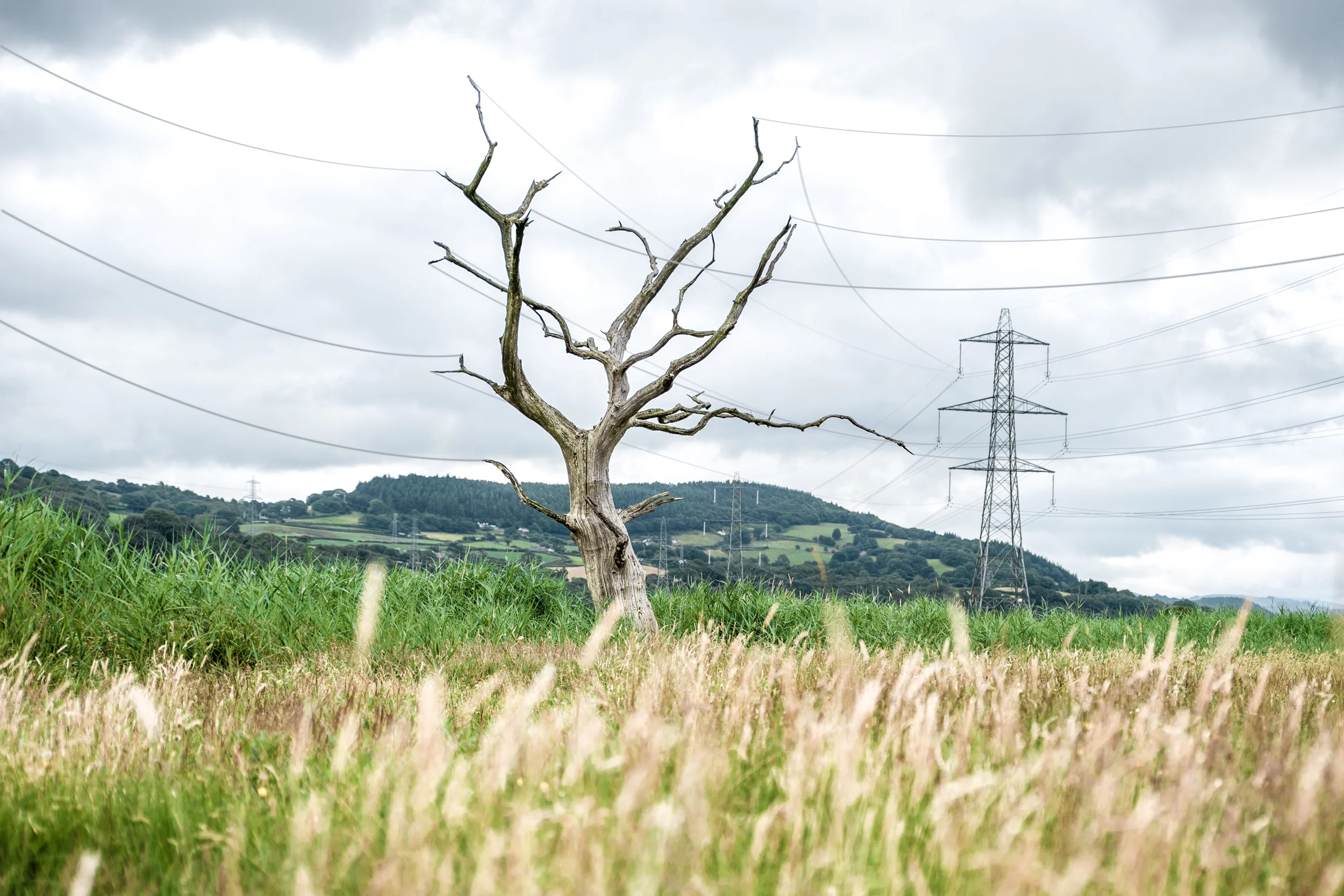 Electricitree