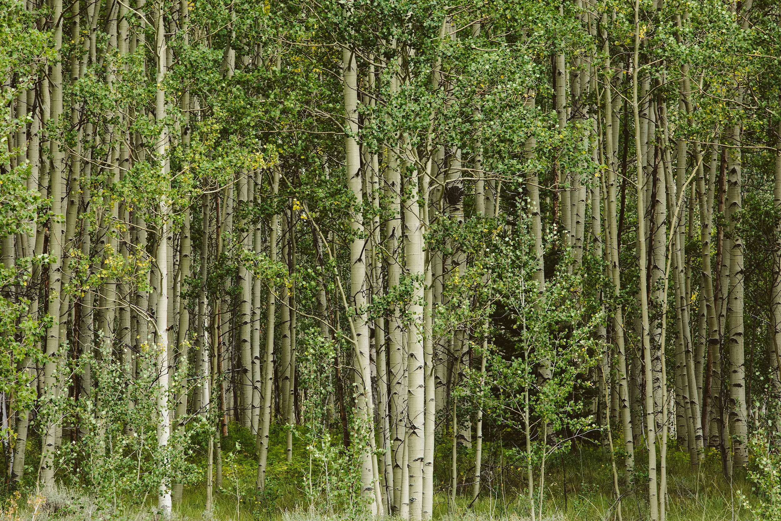 marco_wang_aspen_wedding_photography_0002.jpg
