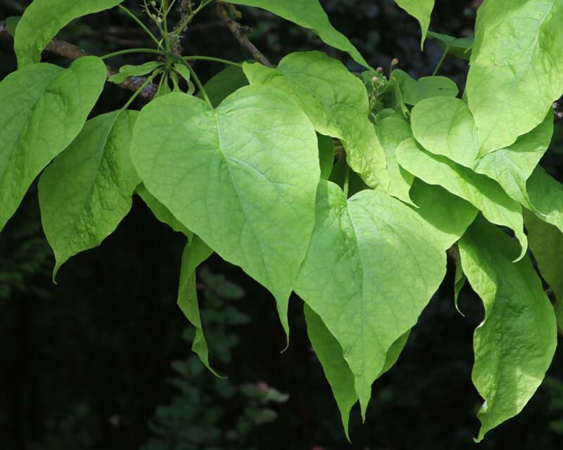 Catalpa bignonioides