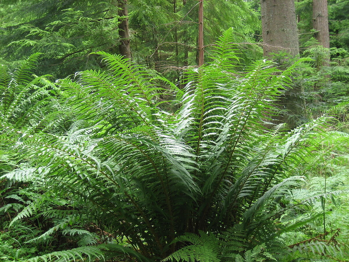 Dryopteris affinis 'Cristata The King'