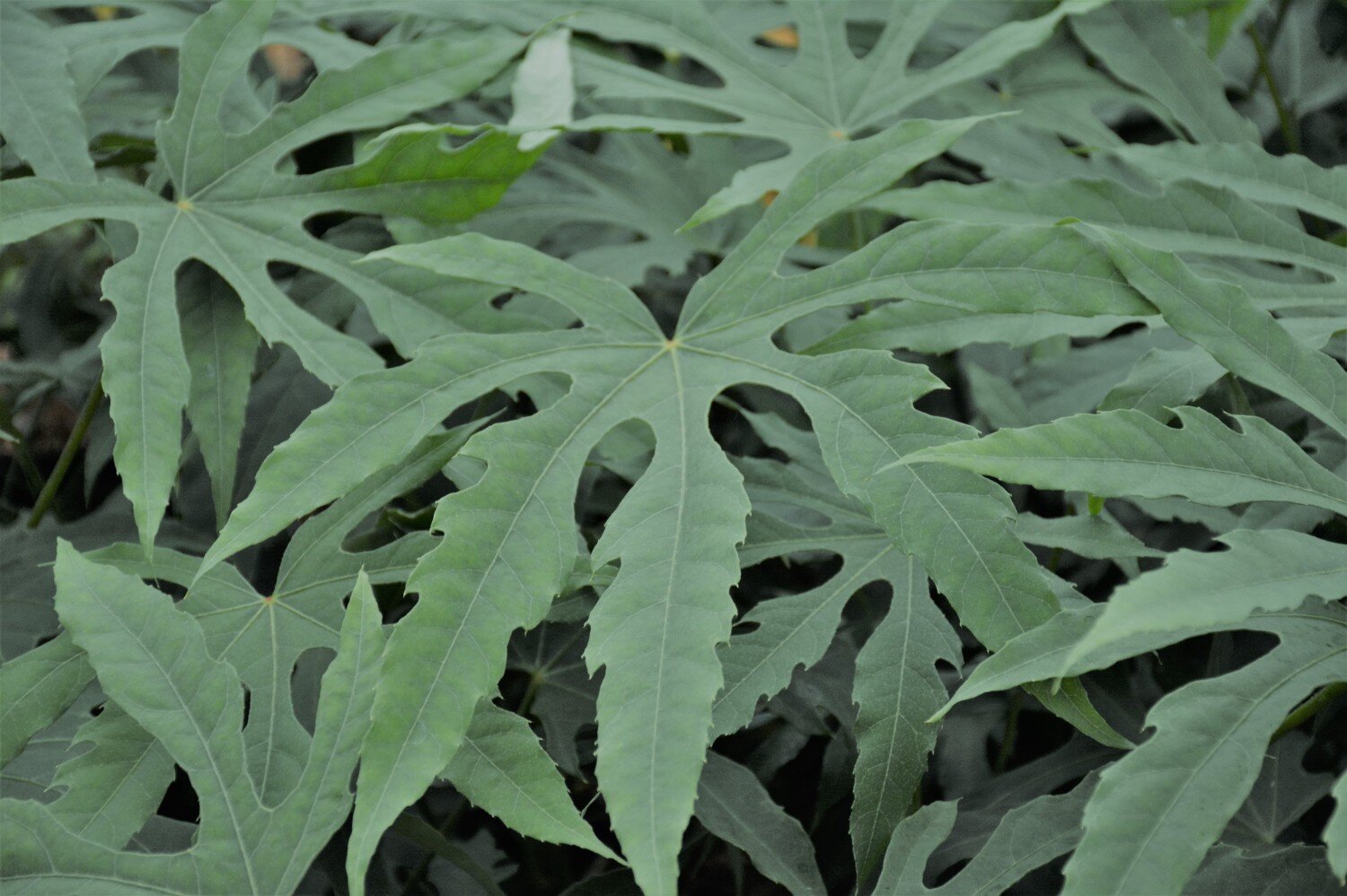 Fatsia polycarpa 'Green Fingers'