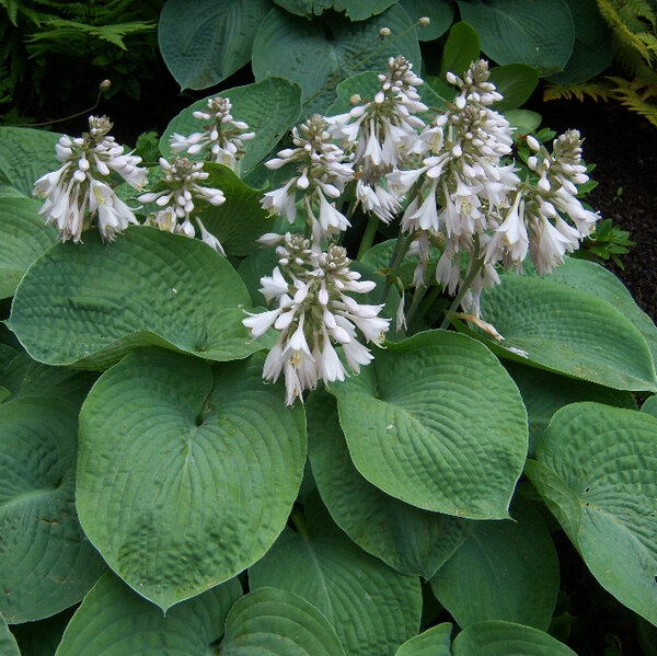 Hosta sieboldiana 'elegans'