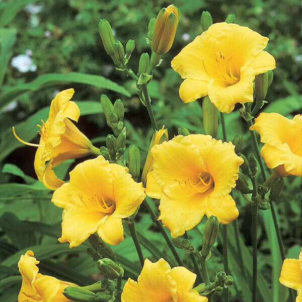 Hemerocallis 'Stella de Oro'