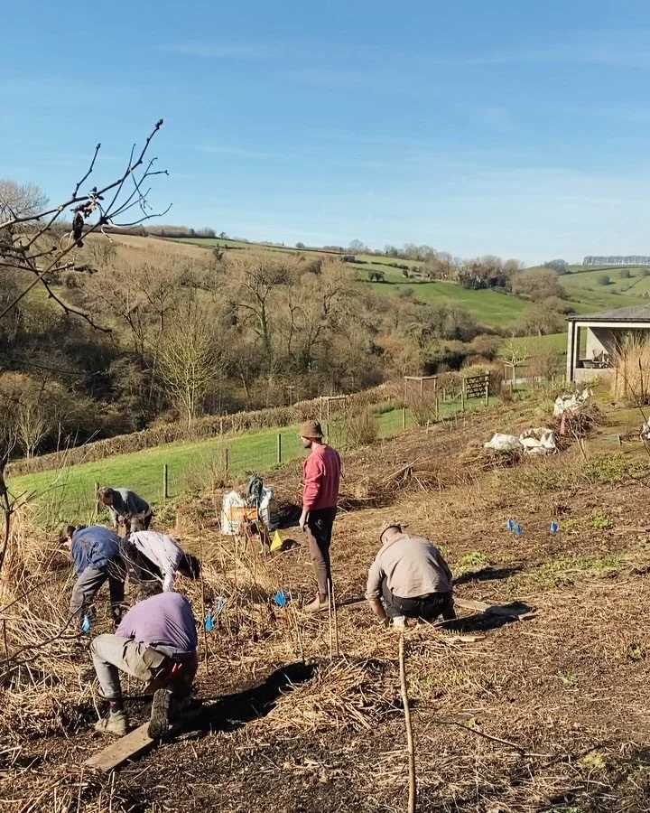 A joyous day of chopping back at Hillside. With thanks to @coyotewillow & @huw_._morgan for bringing us all together in the sunshine.