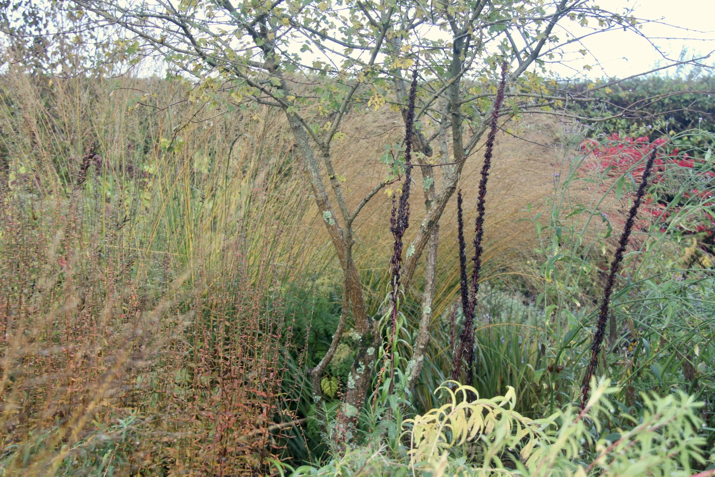 IMG_4125.JPG