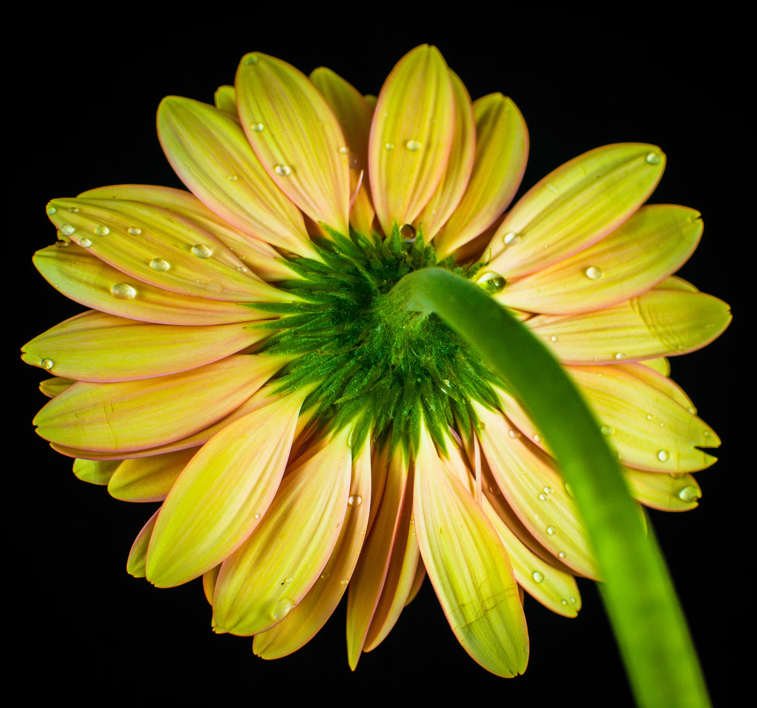 Yellow Petal