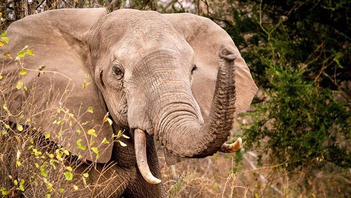 Snuck away to Tsavo a little while back. So lovely to get away from the city.

#tsavowest #finchhattonsluxurycamp #wildlife #africa #photography #wildlifephotography #kenya #safari