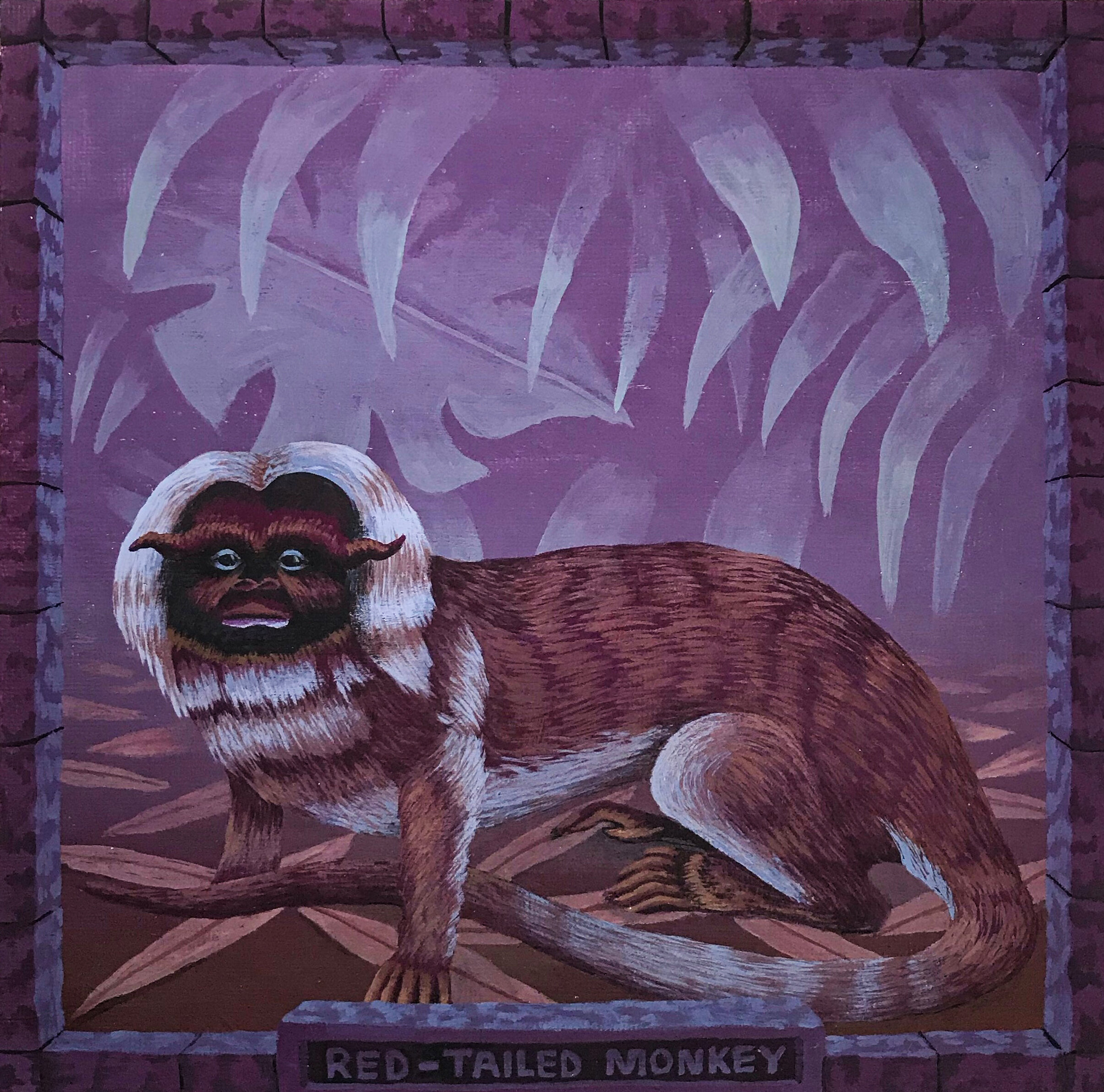 "Red Tailed Monkey"