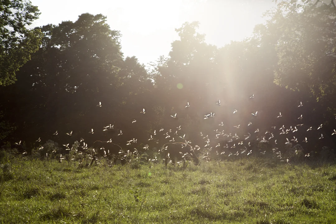   Birds , 2015 