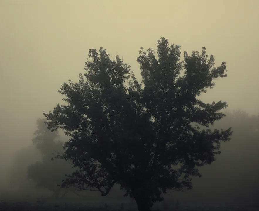  Tree in Fog , 2013 
